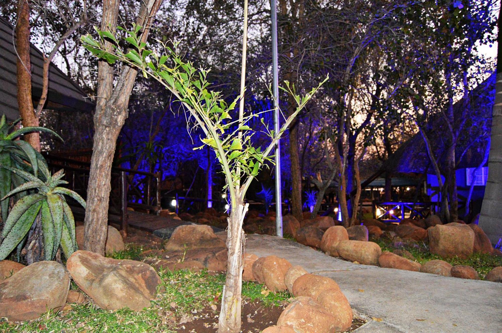 Royal Marlothi Kruger Safari Lodge And Spa Marloth Park Εξωτερικό φωτογραφία
